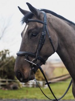 Mackey Legend Apollo Bridle