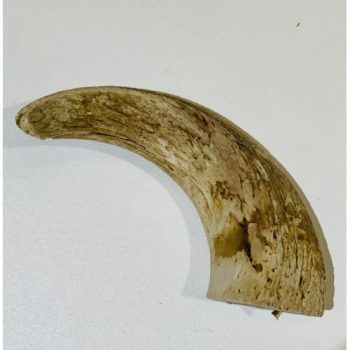 Anco Lamb Horn Marrows