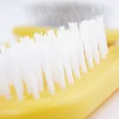 Small Animal Grooming