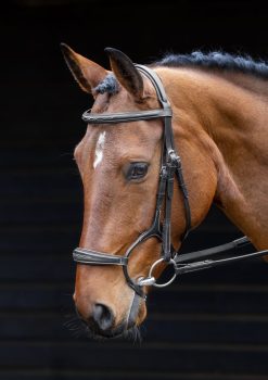 Shires Salisbury Brampton Bridle