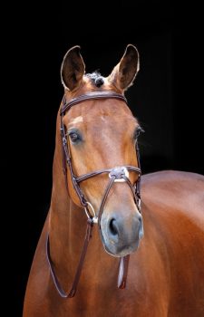 Shires Sailsbury Brackley Bridle