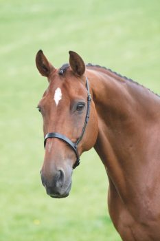 Shires Velociti GARA Cavesson Noseband