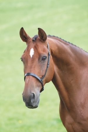 Shires Velociti GARA Cavesson Noseband
