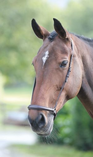 Shires Velociti GARA Drop Noseband