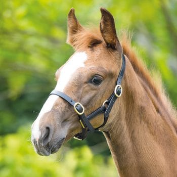 Blenheim Adjustable Leather Headcollar