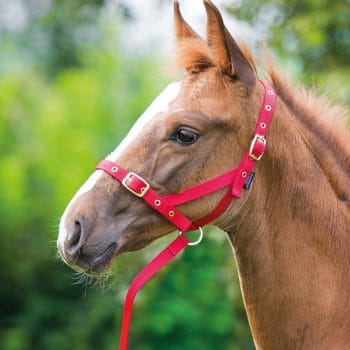 Shires Nylon Foal Slip