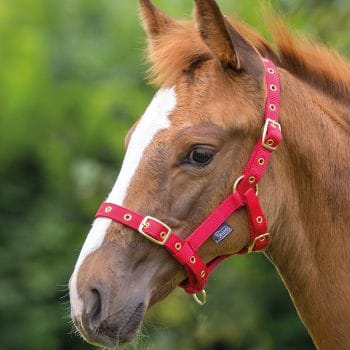 Shires Foal Nylon Headcollar