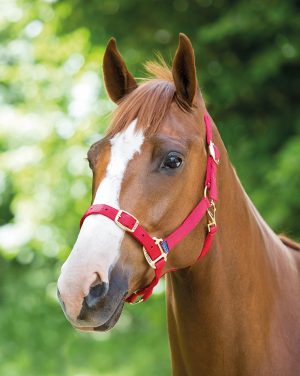 Shires Adjustable Headcollar