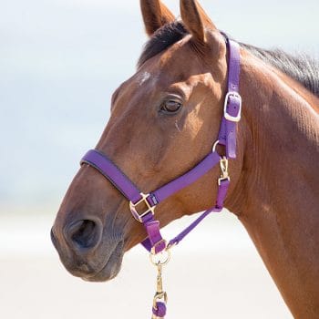 Shires Topaz Nylon Headcollar
