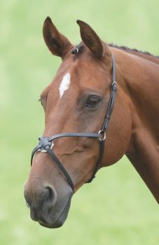 Shires Velociti GARA Mexican Noseband
