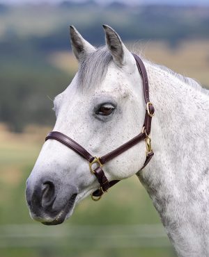 Blenheim Ragley Lined Leather Headcollar