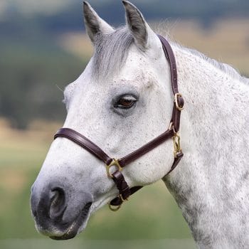 Blenheim Ragley Lined Leather Headcollar