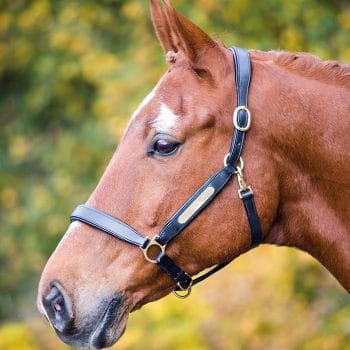 Aviemore Leather Nameplate Headcollar