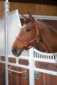 Shires Velociti Lusso Padded Leather Headcollar