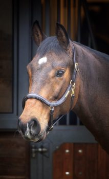Shires Velociti Rapida Curved Leather Headcollar