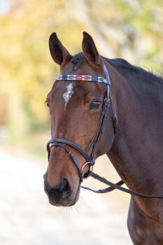 Shires Velociti GARA Leather Polo Browband