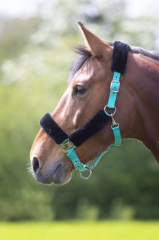 Shires Fleece Lined Headcollar