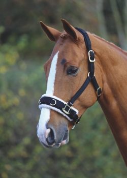 Shires Fleece Lined Lunge Caveson