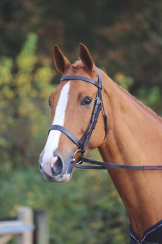 Shires Aviemore Plain Bridle