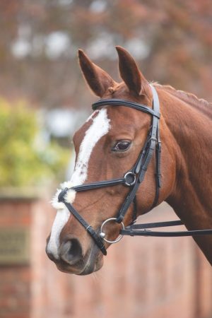 Shires Velociti GARA Mexican Nose Bridle