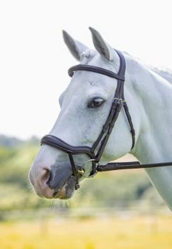 Shires Velociti Ergonomic Flash Bridle