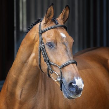 Shires Lusso Rolled Padded Cavesson Bridle