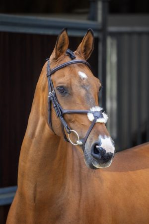 Shires Lusso Grackle Bridle