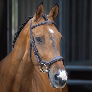 Shires Lusso Ergonomic Flash Bridle