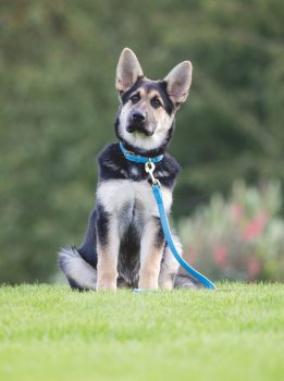 Shires Digby & Fox Padded Leather Dog Collar