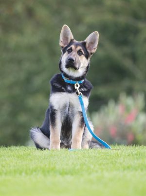 Shires Digby & Fox Padded Leather Dog Collar