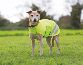Equi-Flector Dog Coat