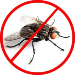 Fly/Pest Control