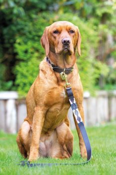 Shires Dover Polo Dog Lead