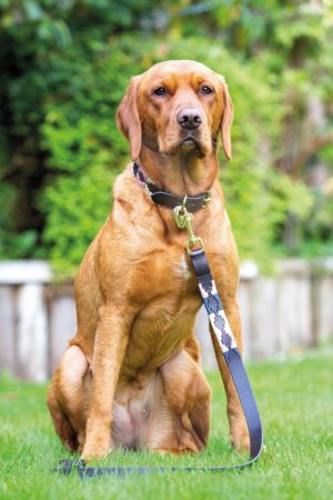 Shires Dover Polo Dog Lead