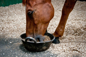 Feeding