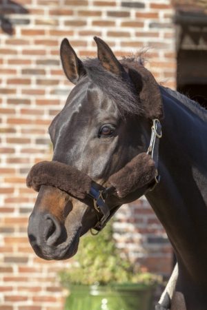 LeMieux Lambskin Headcollar Set