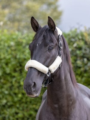 LeMieux Comfort Headcollar