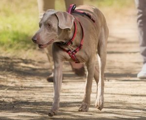 CoA Halti Walking Harness
