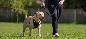 Halti Training Lead