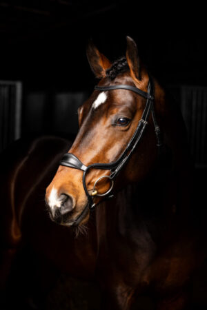 LeMieux Arika Adjustable Anatomic Noseband Bridle