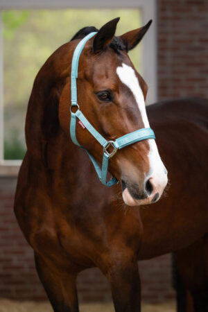 LeMieux Logo Headcollar Lagoon