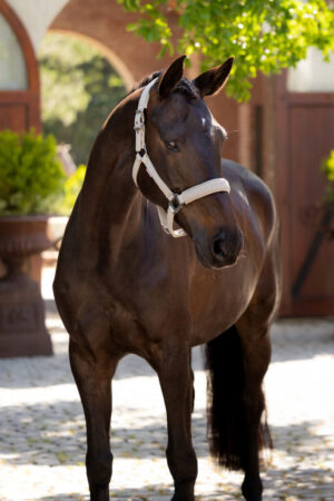 LeMieux Essence Headcollar