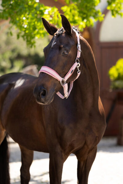 LeMieux Versailles Headcollar