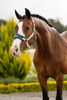 LeMieux Vogue Headcollar & Rope