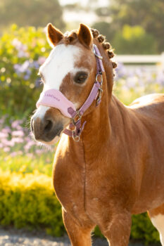 LeMieux Mini Vogue Fleece Headcollar