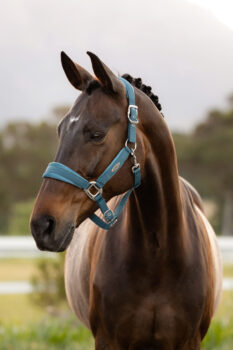 LeMieux Versailles Headcollar
