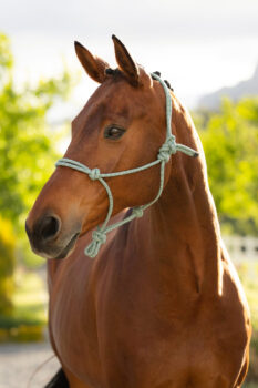 LeMieux Rope Halter
