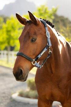 LeMieux Capella Headcollar