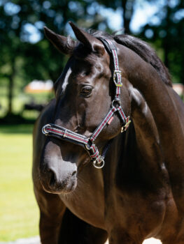 LeMieux Cavesson Lunge Headcollar