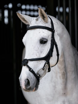 LeMieux Kudos Grackle Work Bridle